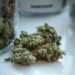 cbd olie 10 procent